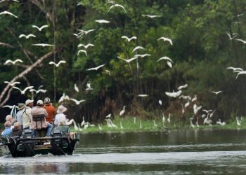 Some Regions of the Amazon Rainforest Have Become Popular Tourist Destinations
