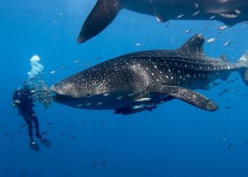 Deep-Sea Diving: A Test of Physical Endurance, Mastery, and Oceanic Knowledge