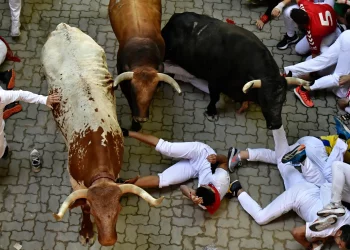 The Running of the Bulls in Spain: A Cultural Tradition with Global Fame