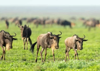 African Natural Adventures