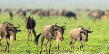 African Natural Adventures