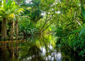 The Amazon Rainforest: The Lungs of the Earth